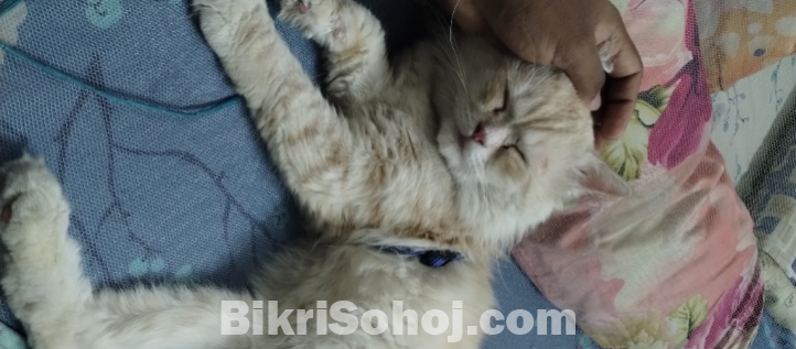 Original Persian cat